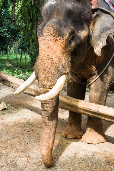 Elefante na Tailândia — Fotografia de Stock