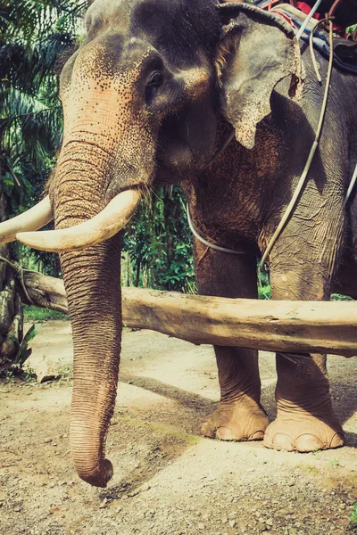 Elephants in Thailand — Stock Photo, Image