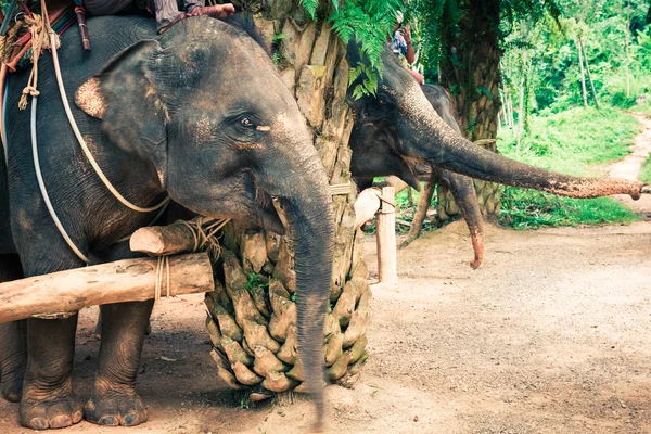 Слоны в Таиланде — стоковое фото