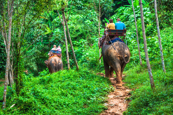 Tourist Group Rides Through the Jungle on the Backs of Elephants