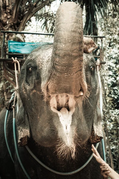 Elephants in Thailand — Stock Photo, Image