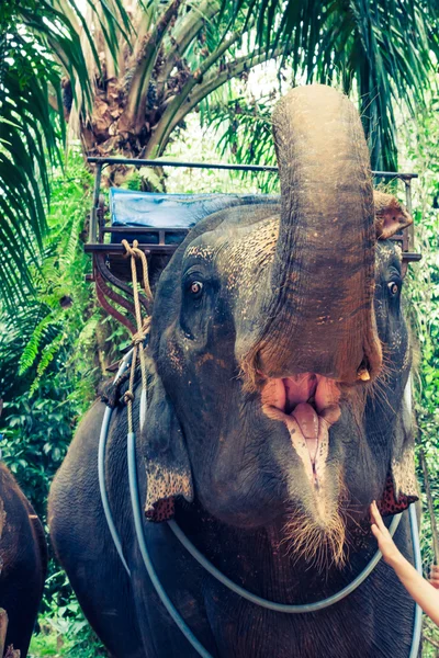 Elephants in Thailand — Stock Photo, Image