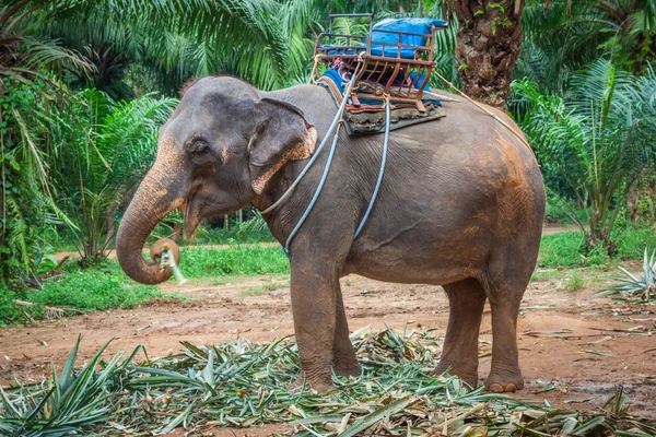 Elephants in Thailand — Stock Photo, Image