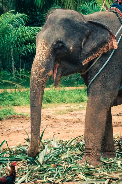 Elefanti in Thailandia — Foto Stock