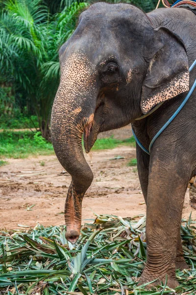 Elefante in Thailandia — Foto Stock