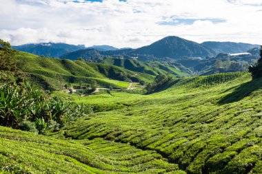 Çay Planlama 'dan Yeşil Tepeler - Cameron Highlands, Malezya