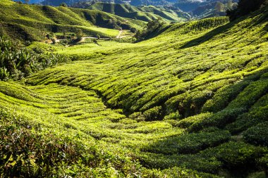 Çay Planlama 'dan Yeşil Tepeler - Cameron Highlands, Malezya