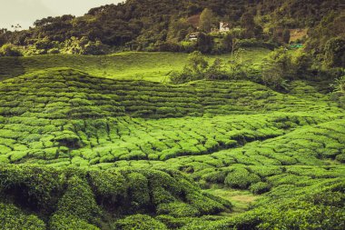 Cameron Highlands, Malezya 'daki Çay Çiftliği