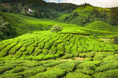 Cameron Highlands, Malezya 'daki Çay Çiftliği