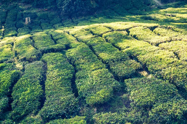 Zielone wzgórza plantacji herbaty - Cameron Highlands, Malezja — Zdjęcie stockowe