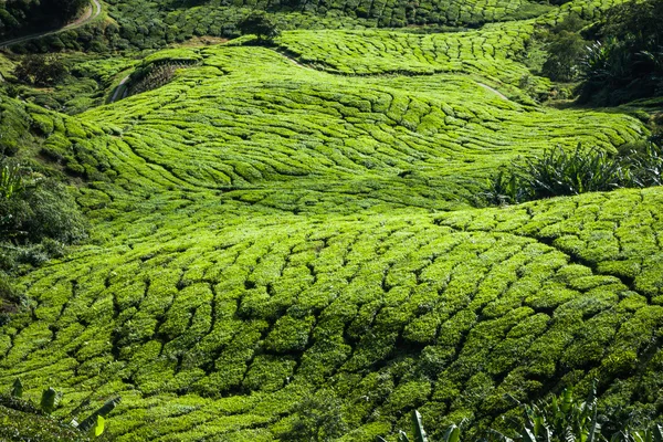 Зелені пагорби чай Planation - Cameron нагір'я, Малайзія — стокове фото