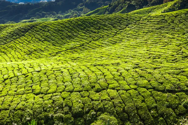 Чайна плантація в камеронних високогір'ях, Малайзія — стокове фото