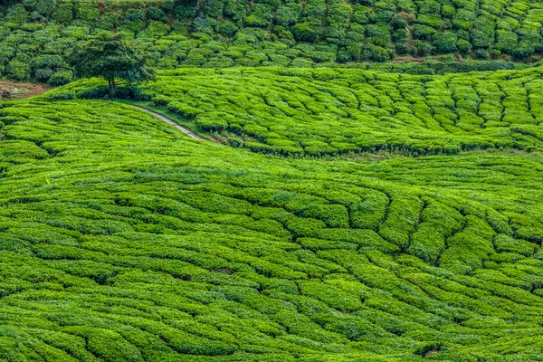 Green Hills of Tea Planation - Cameron Highlands, Malaysia — Stock Photo, Image