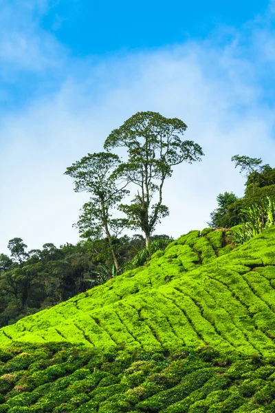 Tea Plantation in the Cameron Highlands, Malaysia — Stock Photo, Image