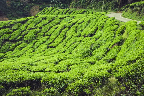 Green Hills of Tea Planation - Cameron Highlands, Malajzia — Stock Fotó