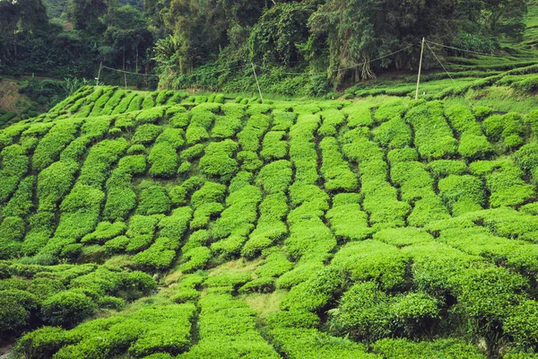 Plantacja herbaty w Cameron Highlands, Malezja — Zdjęcie stockowe