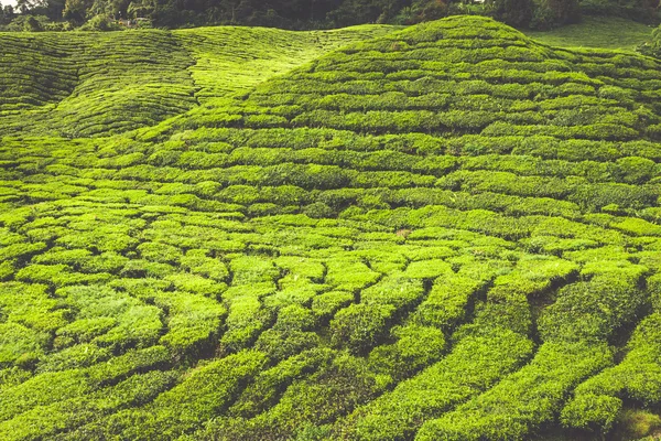 Tea Plantation in the Cameron Highlands, Malaysia — Stock Photo, Image