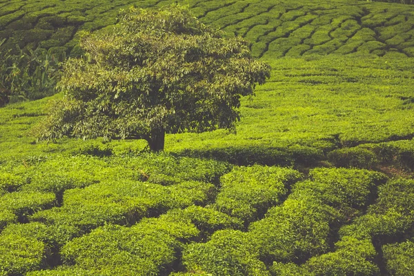 Plantacja herbaty w Cameron Highlands, Malezja — Zdjęcie stockowe