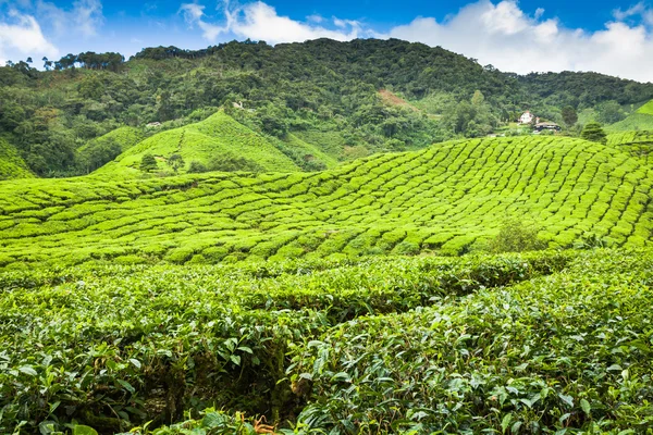 Teeplantage im Hochland von Kamerun, Malaysia, Asien — Stockfoto