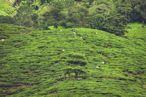 Plantacja herbaty w Cameron Highlands, Malezja — Zdjęcie stockowe