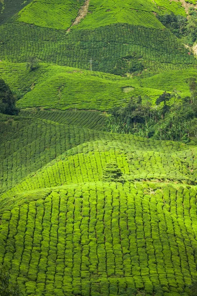 Herbata plantation w cameron highlands, Malezja, Azja — Zdjęcie stockowe