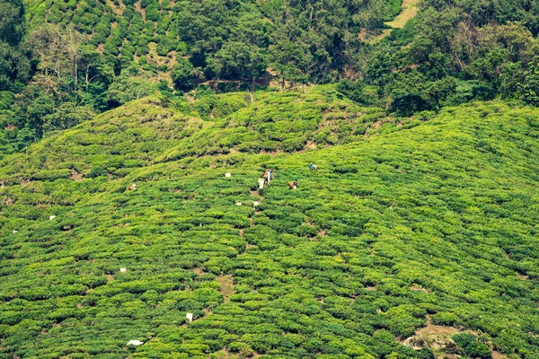 Plantação de chá no Cameron Highlands, Malásia, Ásia — Fotografia de Stock