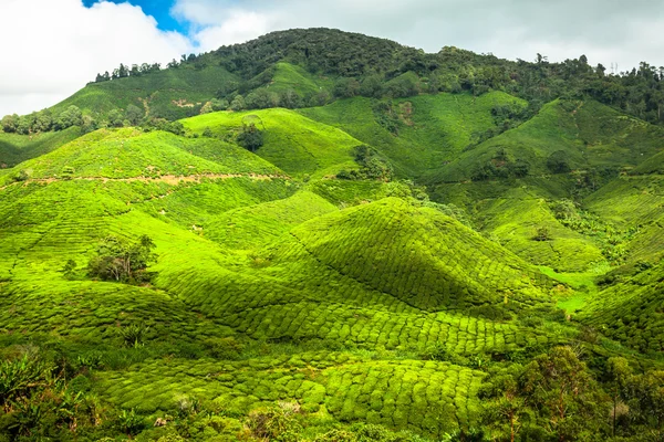 Чайная плантация на Камеронском нагорье, Малайзия, Азия — стоковое фото