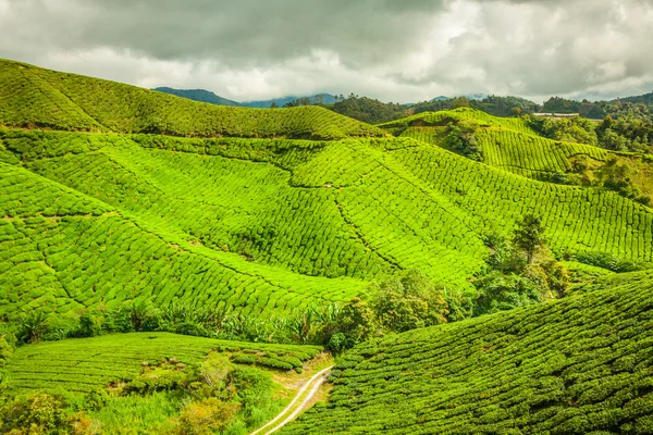Cameron 하이랜드, 말레이시아, 아시아에서 차 밭 — 스톡 사진
