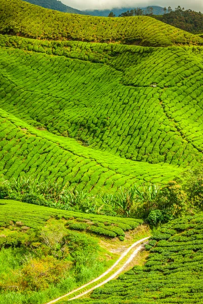 Plantación de té en las Tierras Altas Cameron, Malasia, Asia — Foto de Stock