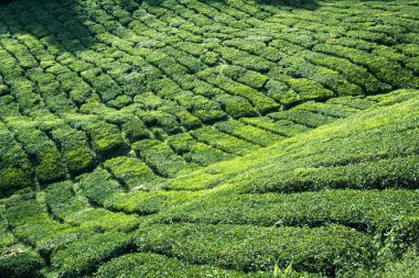 çay plantasyon cameron highlands, Malezya