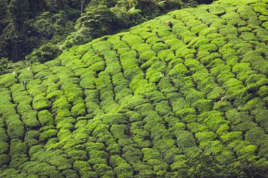 Çay plantasyon içinde Cameron Highland görünümünü manzara
