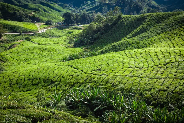 Чайні плантації Cameron нагір'я, Малайзія — стокове фото