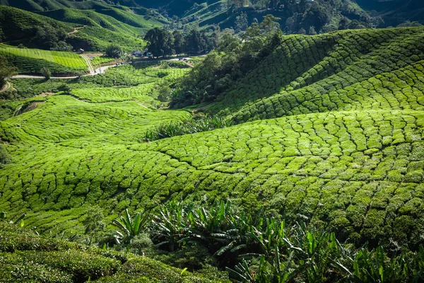 Plantacja herbaty cameron highlands, Malezja — Zdjęcie stockowe