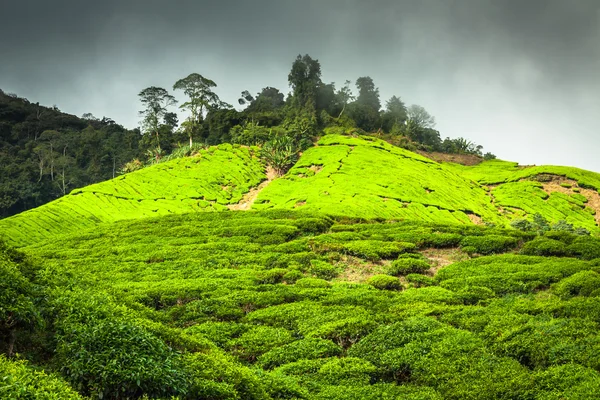 Plantación de té Cameron highlands, Malasia — Foto de Stock