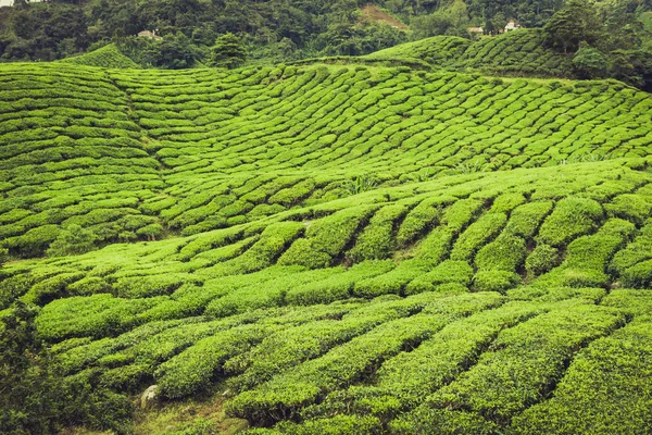 Plantacja herbaty cameron highlands, Malezja — Zdjęcie stockowe