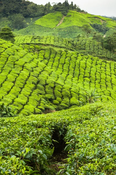 Pejzaż widok plantacji herbaty w Cameron Highland — Zdjęcie stockowe