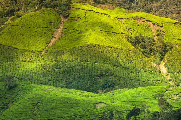 Pejzaż widok plantacji herbaty w Cameron Highland — Zdjęcie stockowe