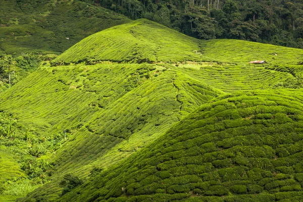 Pejzaż widok plantacji herbaty w Cameron Highland — Zdjęcie stockowe