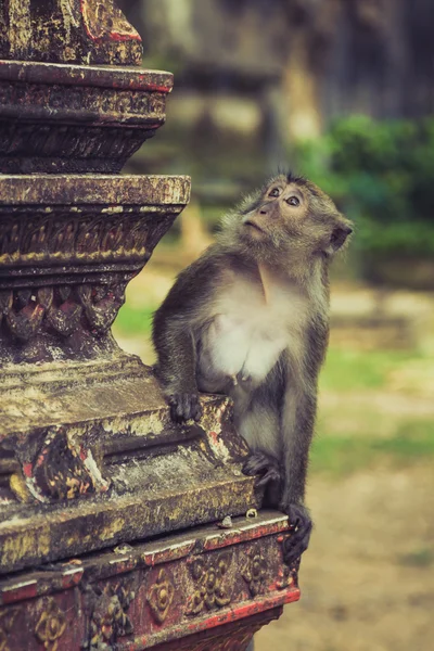 Macaco en el templo de la cueva del Tigre, Krabi, Tailandia — Foto de Stock