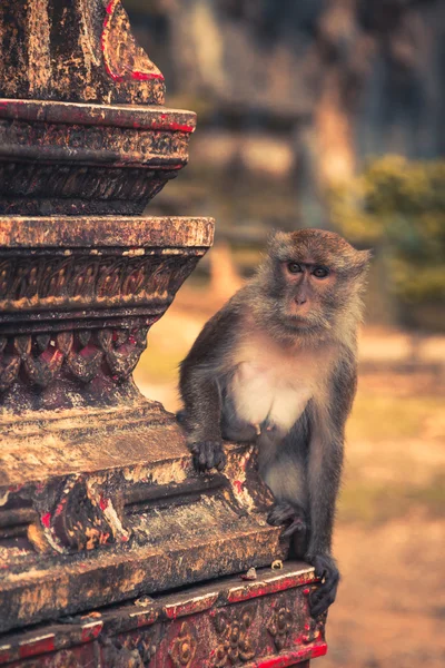 Macaco en el templo de la cueva del Tigre, Krabi, Tailandia — Foto de Stock