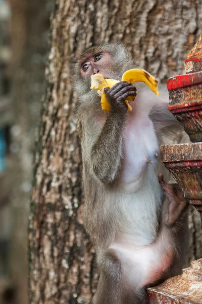 Macaque in the Tiger cave temple, Krabi, Thailand — Stock Photo, Image