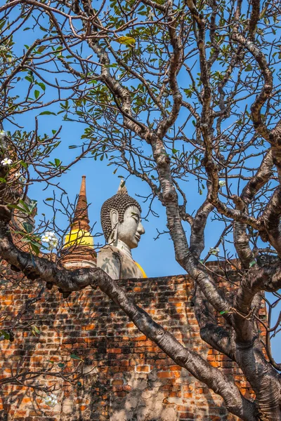 タイ アユタヤに像の仏 — ストック写真