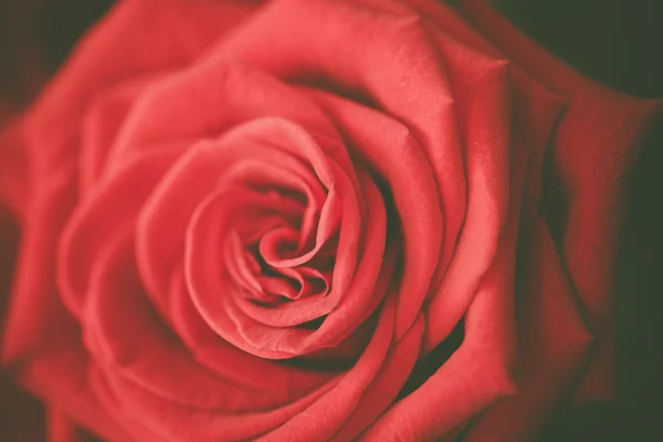 Beautiful red rose macro shot close up. Valentines Day — Stock Photo, Image