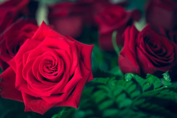 Bela rosa vermelha macro tiro de perto. Dia dos Namorados — Fotografia de Stock