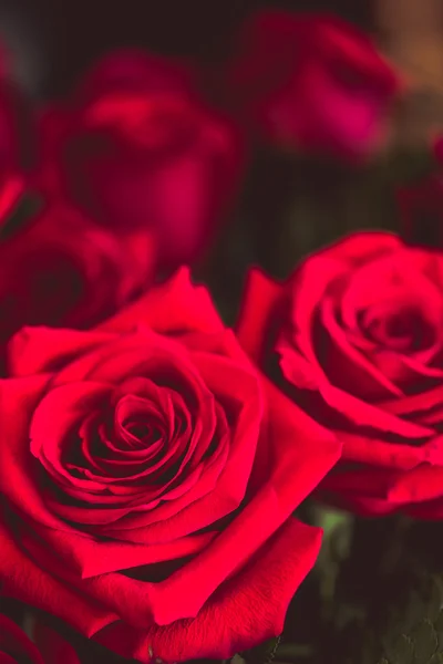 Rosas rojas durante el día de San Valentín —  Fotos de Stock