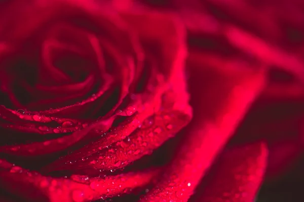 Beautiful red rose macro shot close up. Valentines Day — Stock Photo, Image