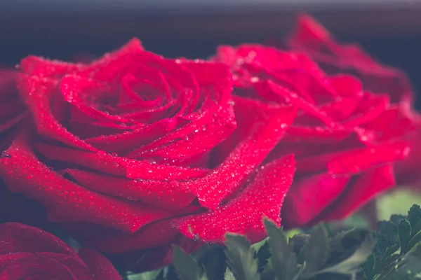 Hermosa rosa roja macro disparo de cerca. Día de San Valentín —  Fotos de Stock