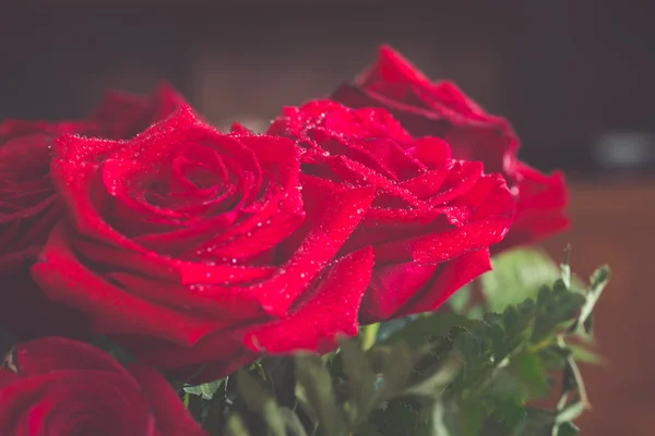 Bela rosa vermelha macro tiro de perto. Dia dos Namorados — Fotografia de Stock