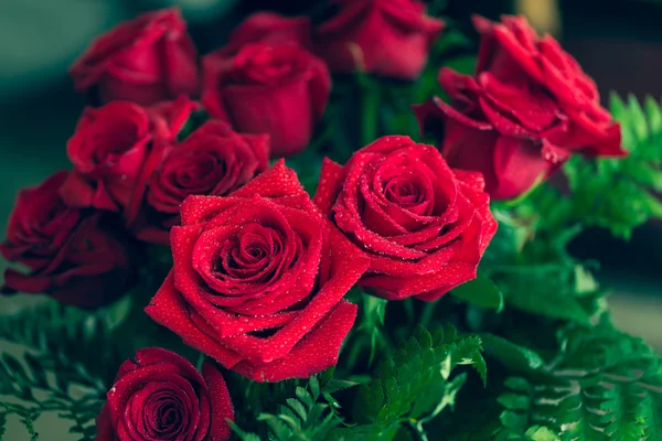 Κόκκινο τριαντάφυλλο closeup με πτώση — Φωτογραφία Αρχείου