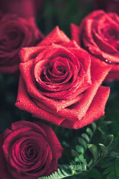 Rosa roja primer plano con gota — Foto de Stock